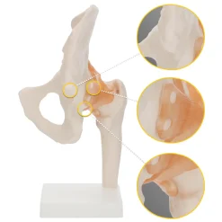 4FIZJO Model anatomiczny stawu biodrowego z więzadłami w skali 1:1 Online