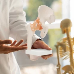 4FIZJO Model anatomiczny stawu biodrowego z więzadłami w skali 1:1 Online