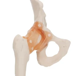 4FIZJO Model anatomiczny stawu biodrowego z więzadłami w skali 1:1 Online