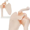 4FIZJO Model anatomiczny stawu barkowego z więzadłami w skali 1:1 Sale