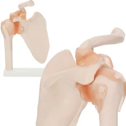 4FIZJO Model anatomiczny stawu barkowego z więzadłami w skali 1:1 Sale