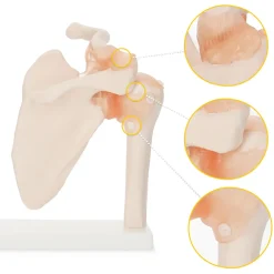 4FIZJO Model anatomiczny stawu barkowego z więzadłami w skali 1:1 Sale