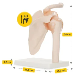 4FIZJO Model anatomiczny stawu barkowego z więzadłami w skali 1:1 Sale