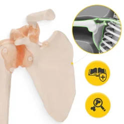 4FIZJO Model anatomiczny stawu barkowego z więzadłami w skali 1:1 Sale