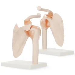 4FIZJO Model anatomiczny stawu barkowego z więzadłami w skali 1:1 Sale