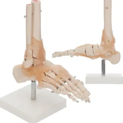 4FIZJO Model anatomiczny stawu skokowego z więzadłami w skali 1:1 Online