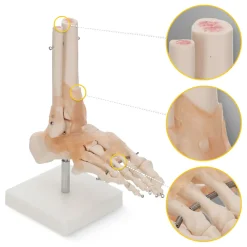 4FIZJO Model anatomiczny stawu skokowego z więzadłami w skali 1:1 Online