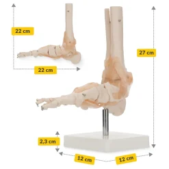 4FIZJO Model anatomiczny stawu skokowego z więzadłami w skali 1:1 Online