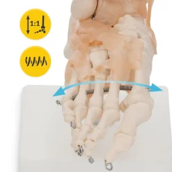 4FIZJO Model anatomiczny stawu skokowego z więzadłami w skali 1:1 Online