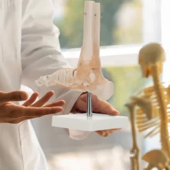 4FIZJO Model anatomiczny stawu skokowego z więzadłami w skali 1:1 Online
