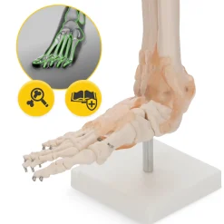 4FIZJO Model anatomiczny stawu skokowego z więzadłami w skali 1:1 Online