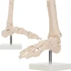 4FIZJO Model anatomiczny stawu skokowego w skali 1:1