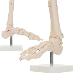 4FIZJO Model anatomiczny stawu skokowego w skali 1:1