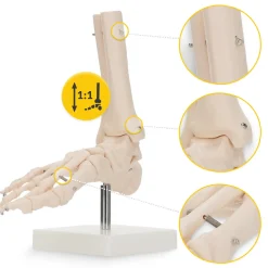 4FIZJO Model anatomiczny stawu skokowego w skali 1:1
