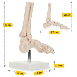 4FIZJO Model anatomiczny stawu skokowego w skali 1:1