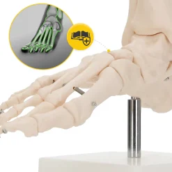 4FIZJO Model anatomiczny stawu skokowego w skali 1:1