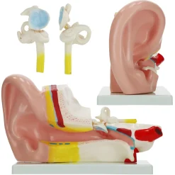 4FIZJO Model anatomiczny ucha w przekroju w skali 3:1 Hot