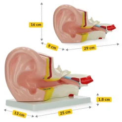 4FIZJO Model anatomiczny ucha w przekroju w skali 3:1 Hot