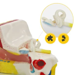 4FIZJO Model anatomiczny ucha w przekroju w skali 3:1 Hot