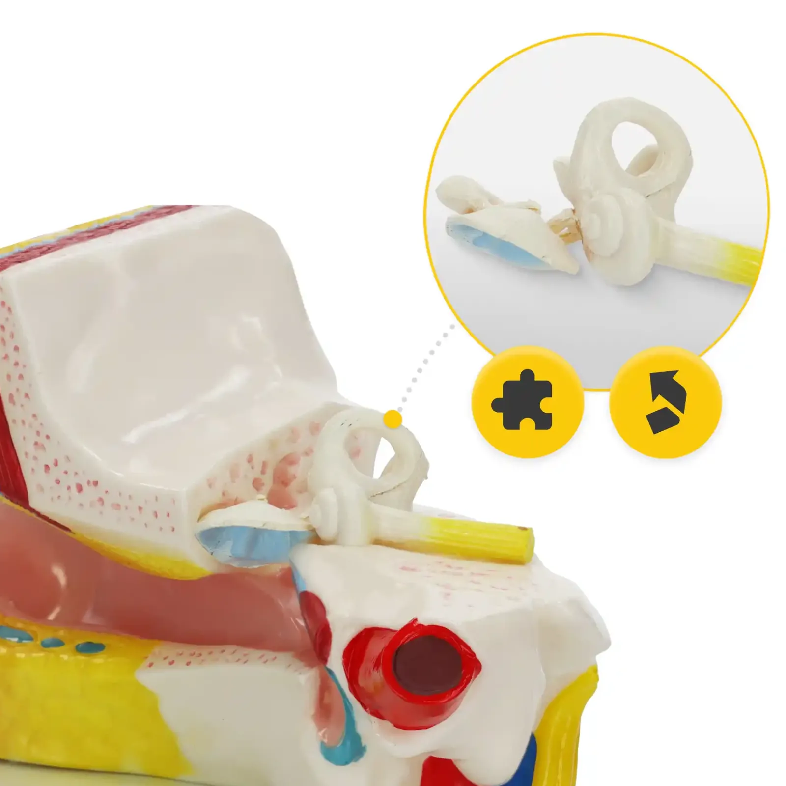 4FIZJO Model anatomiczny ucha w przekroju w skali 3:1 Hot