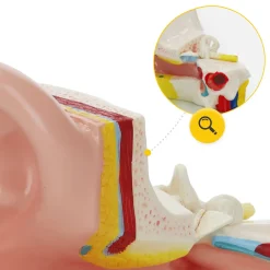 4FIZJO Model anatomiczny ucha w przekroju w skali 3:1 Hot
