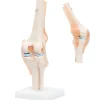 4FIZJO Staw kolanowy model anatomiczny