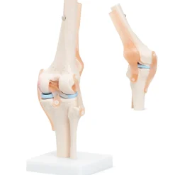 4FIZJO Staw kolanowy model anatomiczny