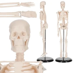 4FIZJO Szkielet człowieka 45 cm model anatomiczny Clearance