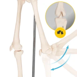 4FIZJO Szkielet człowieka 45 cm model anatomiczny Clearance