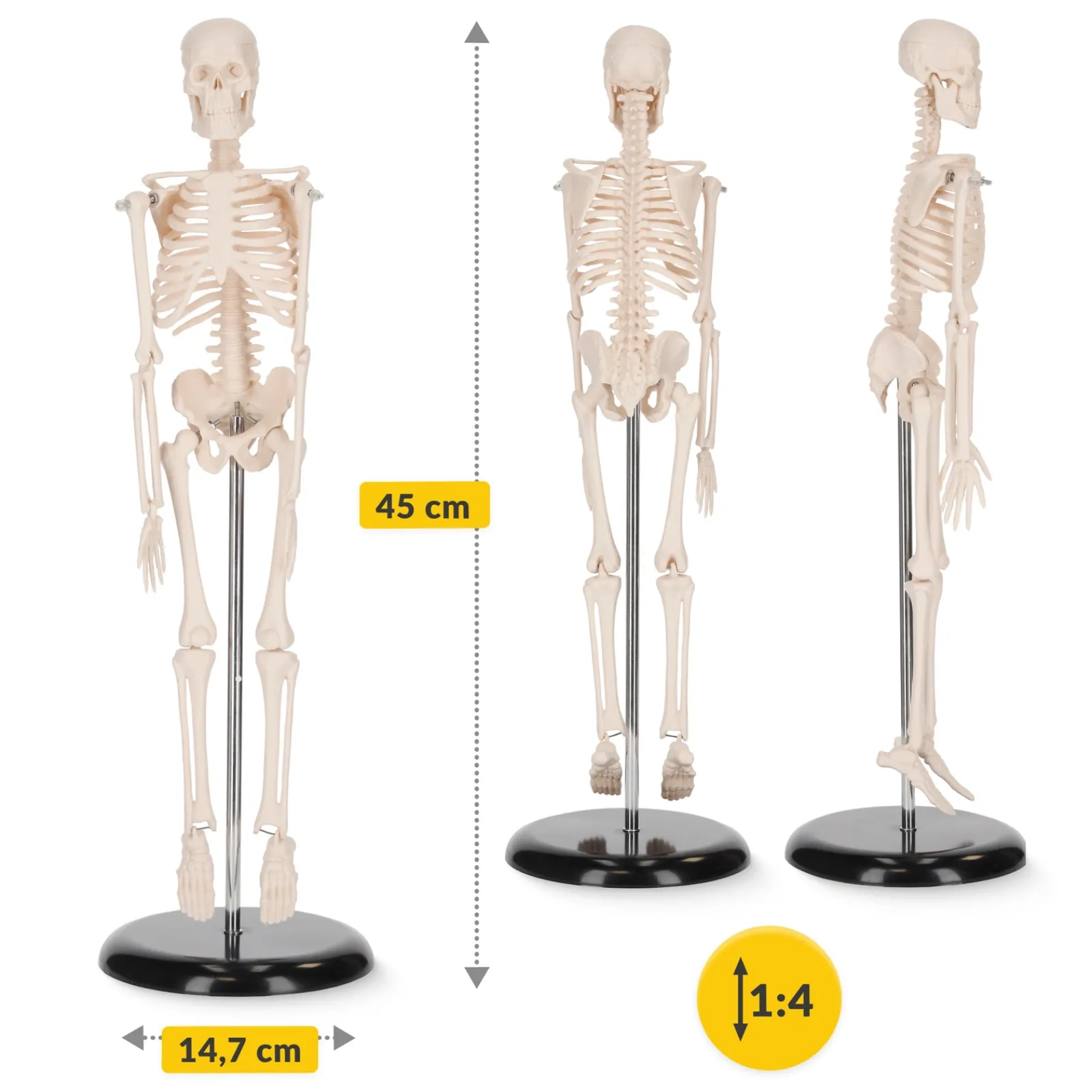 4FIZJO Szkielet człowieka 45 cm model anatomiczny Clearance