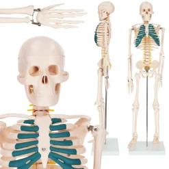 4FIZJO Szkielet człowieka 85 cm model anatomiczny Sale