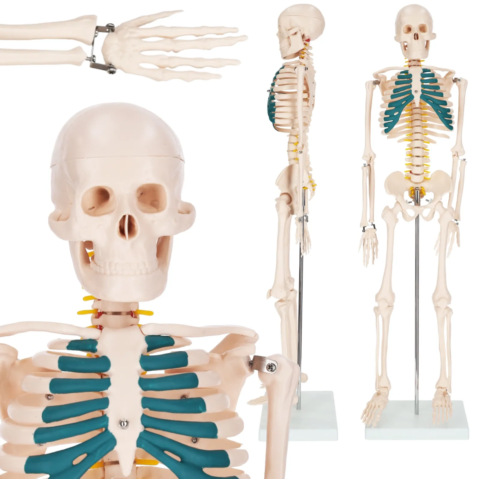 4FIZJO Szkielet człowieka 85 cm model anatomiczny Sale