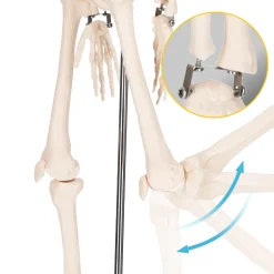 4FIZJO Szkielet człowieka 85 cm model anatomiczny Sale
