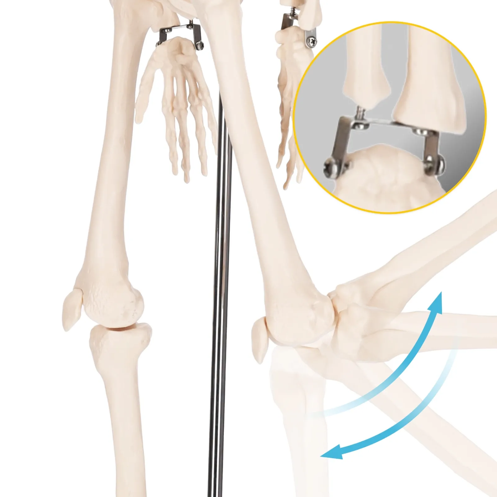 4FIZJO Szkielet człowieka 85 cm model anatomiczny Sale