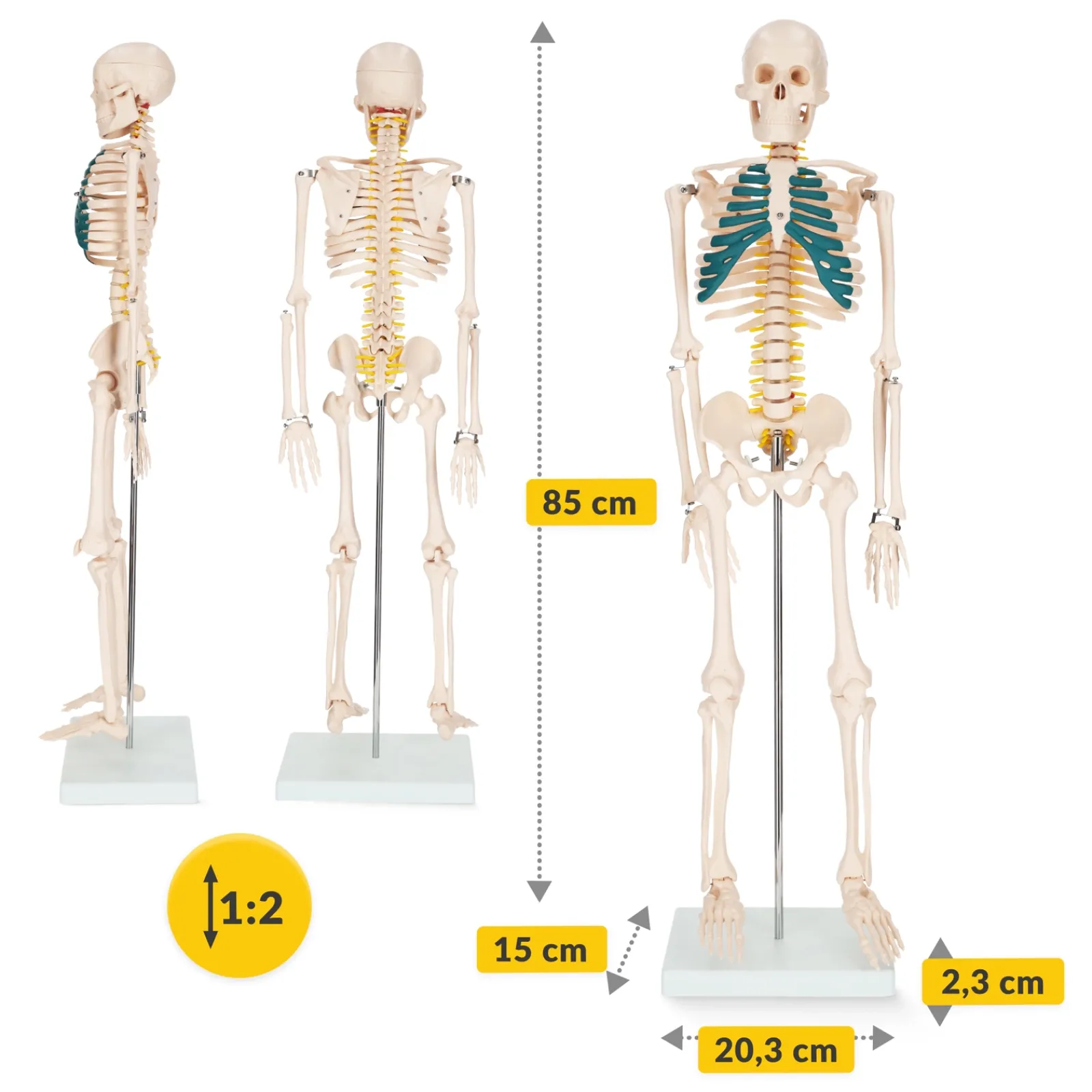 4FIZJO Szkielet człowieka 85 cm model anatomiczny Sale