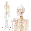 4FIZJO Szkielet człowieka 180 cm model anatomiczny Online
