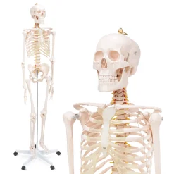 4FIZJO Szkielet człowieka 180 cm model anatomiczny Online