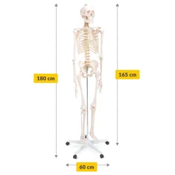 4FIZJO Szkielet człowieka 180 cm model anatomiczny Online