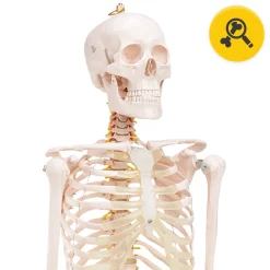 4FIZJO Szkielet człowieka 180 cm model anatomiczny Online