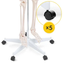 4FIZJO Szkielet człowieka 180 cm model anatomiczny Online