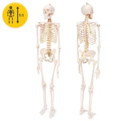 4FIZJO Szkielet człowieka 180 cm model anatomiczny Online