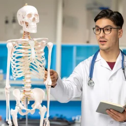4FIZJO Szkielet człowieka 180 cm model anatomiczny Online